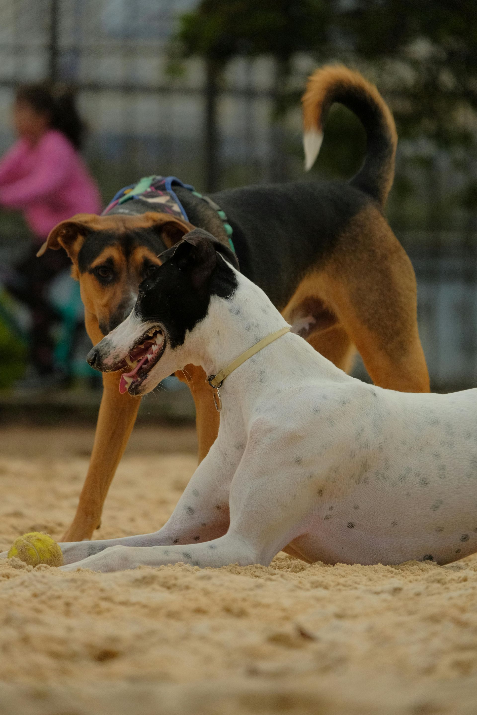 A white and black greyhound lies in the sand next to a tan and black dog standing over a yellow tennis ball.