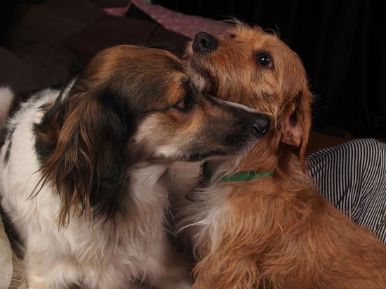 A brown and white dog looking toward a smaller, wire-haired ginger dog with a green collar.