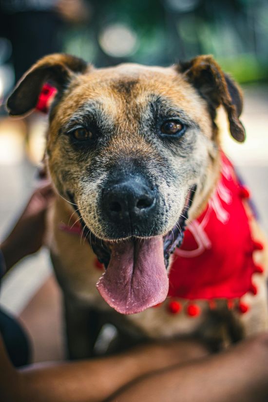 A brown brindle dog with a joyful expression and tongue out wears a red bandana with decorative trim.