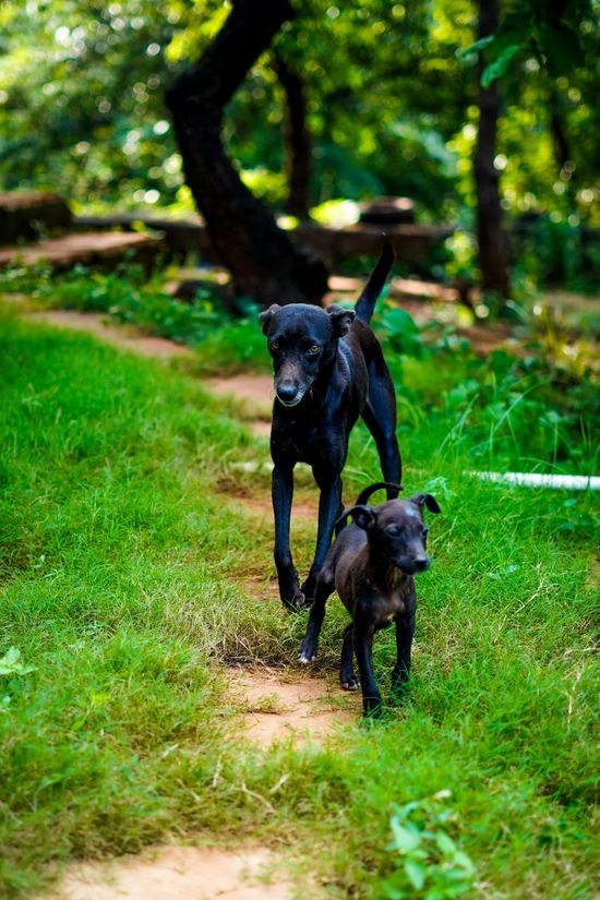 Two black dogs, one adult and one puppy, trot together along a dirt path through a grassy, tree-filled park.