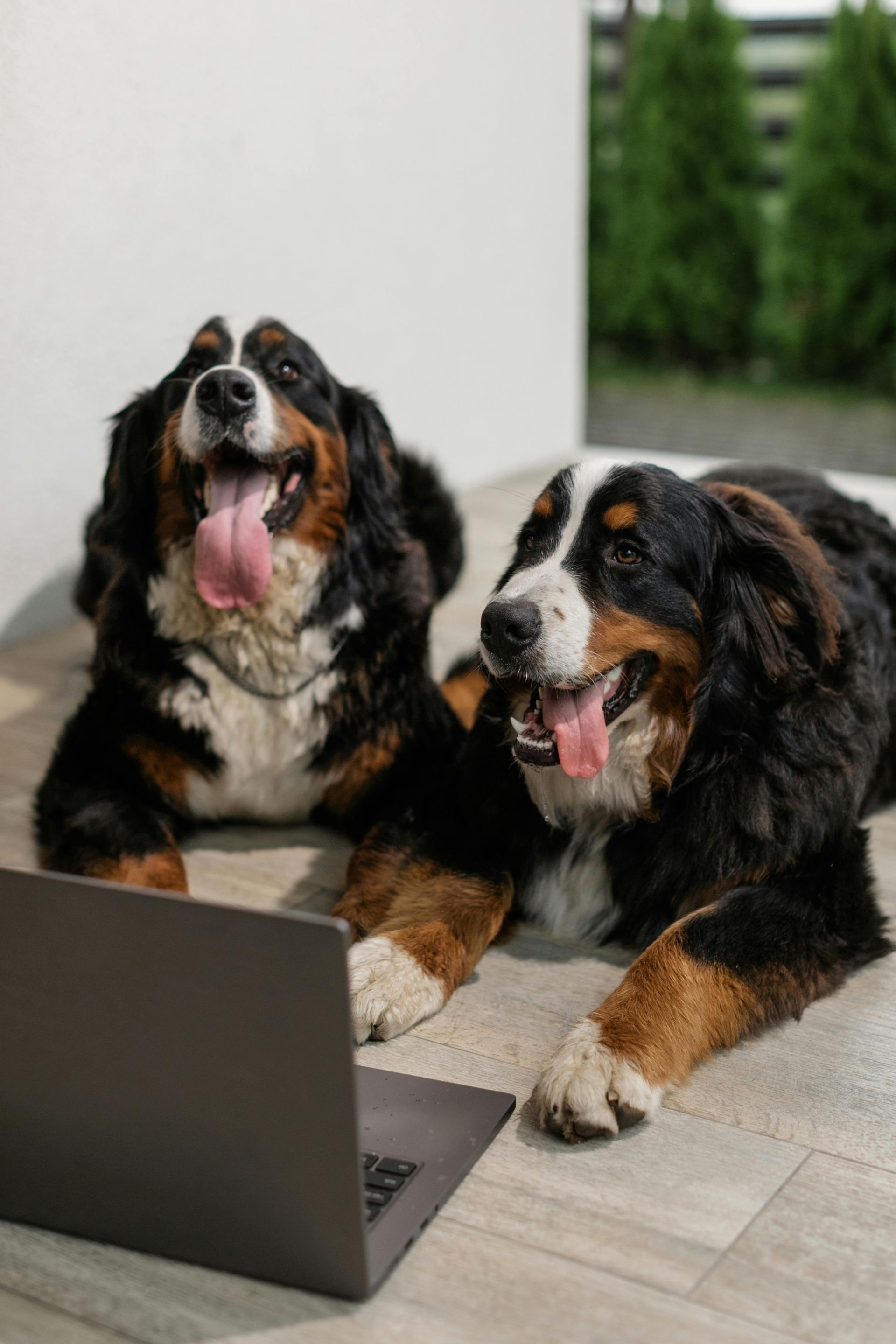 Two Bernese Mountain dogs with happy expressions lie on a patio floor looking at an open laptop.