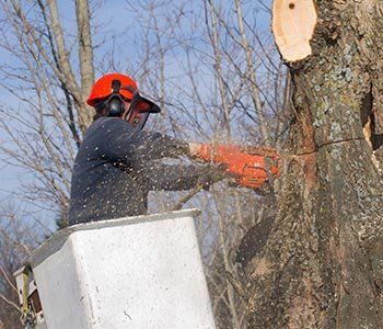 Tree Removal - Tree Care Company in Long Branch, NJ
