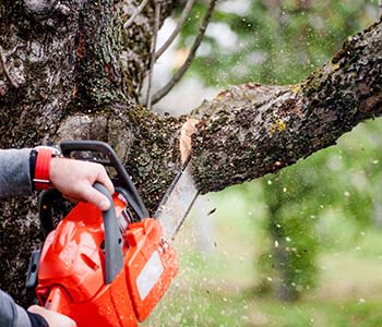 Tree Cutting - Tree Care Company in Long Branch, NJ
