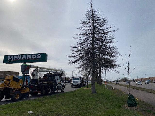 Before Cutting a Tree | Minneapolis, MN | Arbor Tree Service