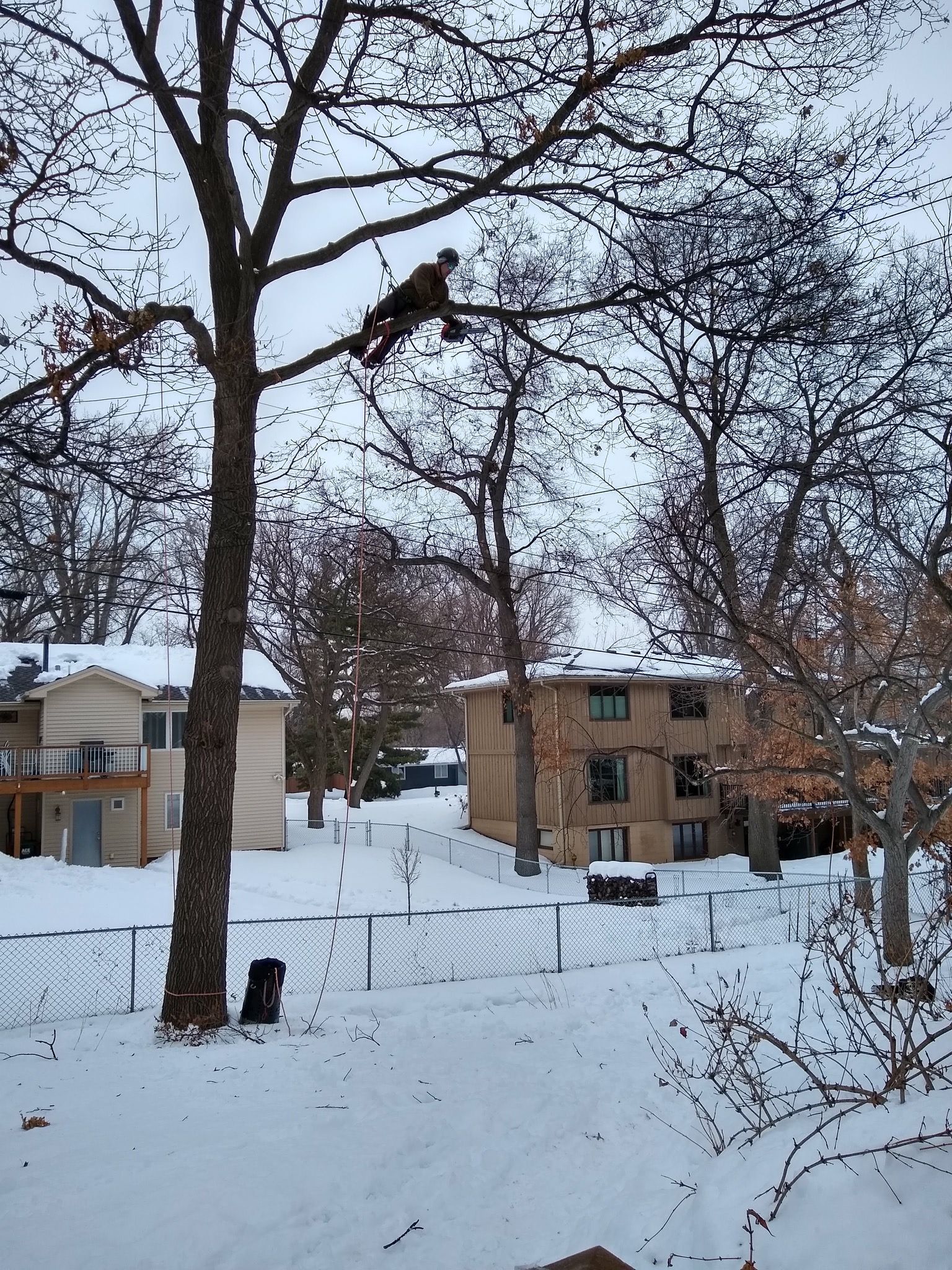 Trimming | Minneapolis, MN | Arbor Tree Service