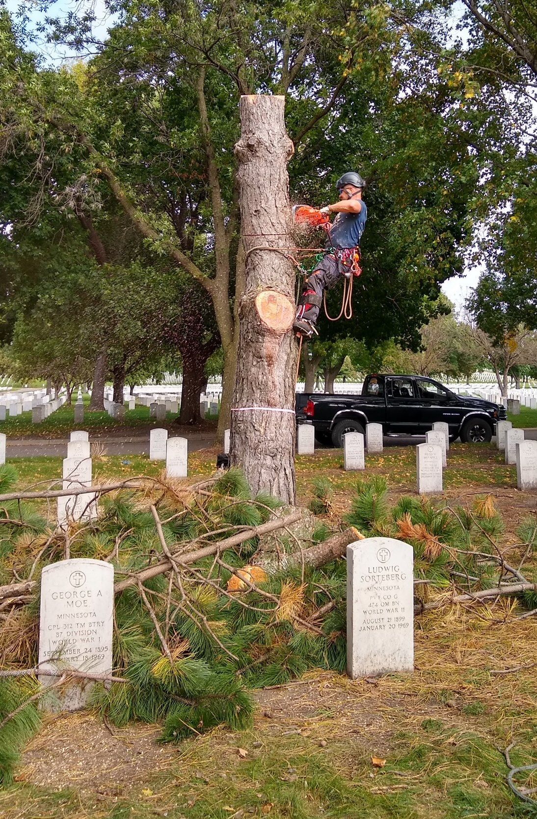 Tree Removal | Minneapolis, MN | Arbor Tree Service
