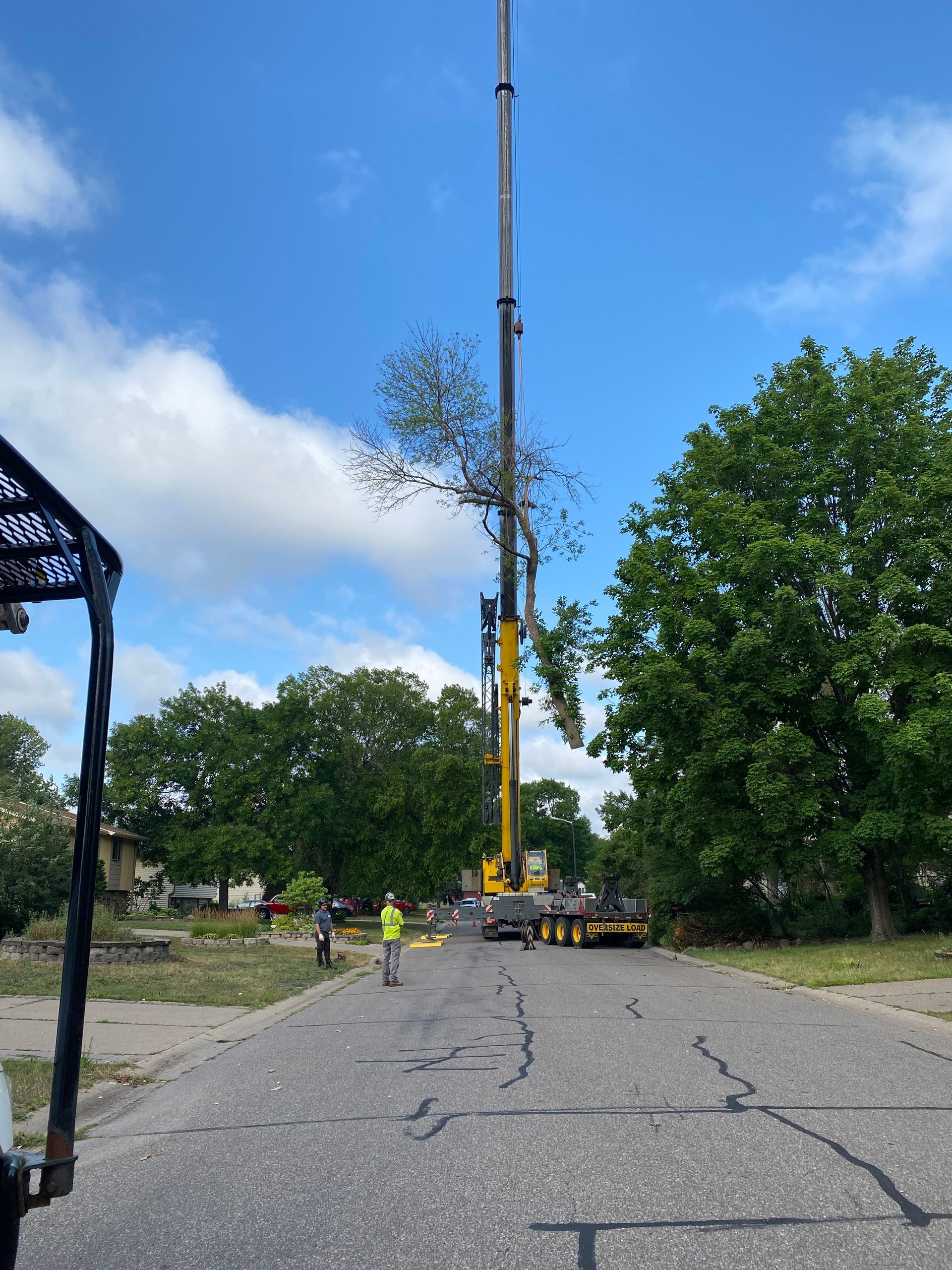 A Crane is Cutting Down a Tree on the Side of the Road  | Minneapolis, MN | Arbor Tree Service