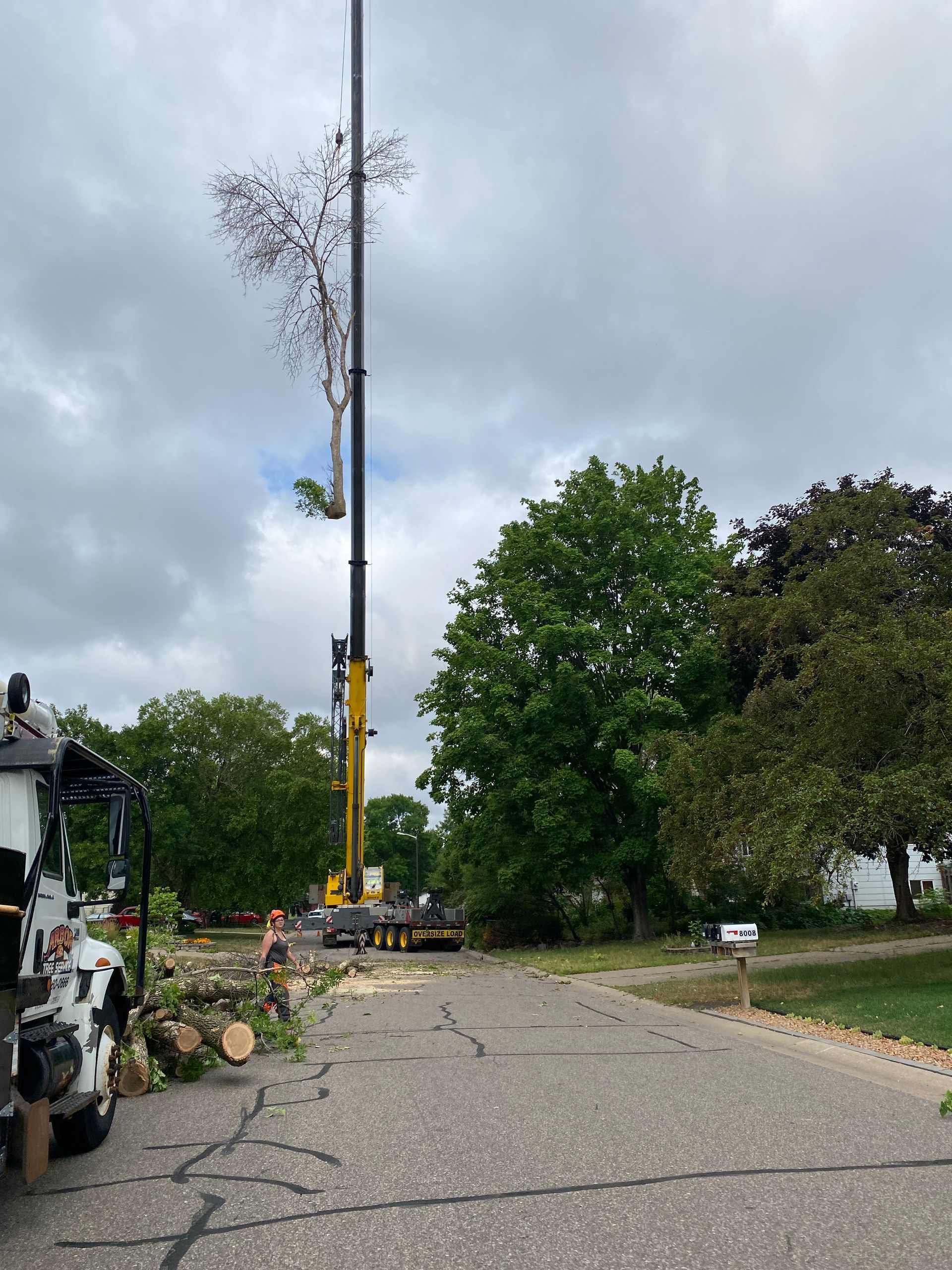 A Yellow Crane is Cutting Down a Tree on the Side of the Road | Minneapolis, MN | Arbor Tree Service