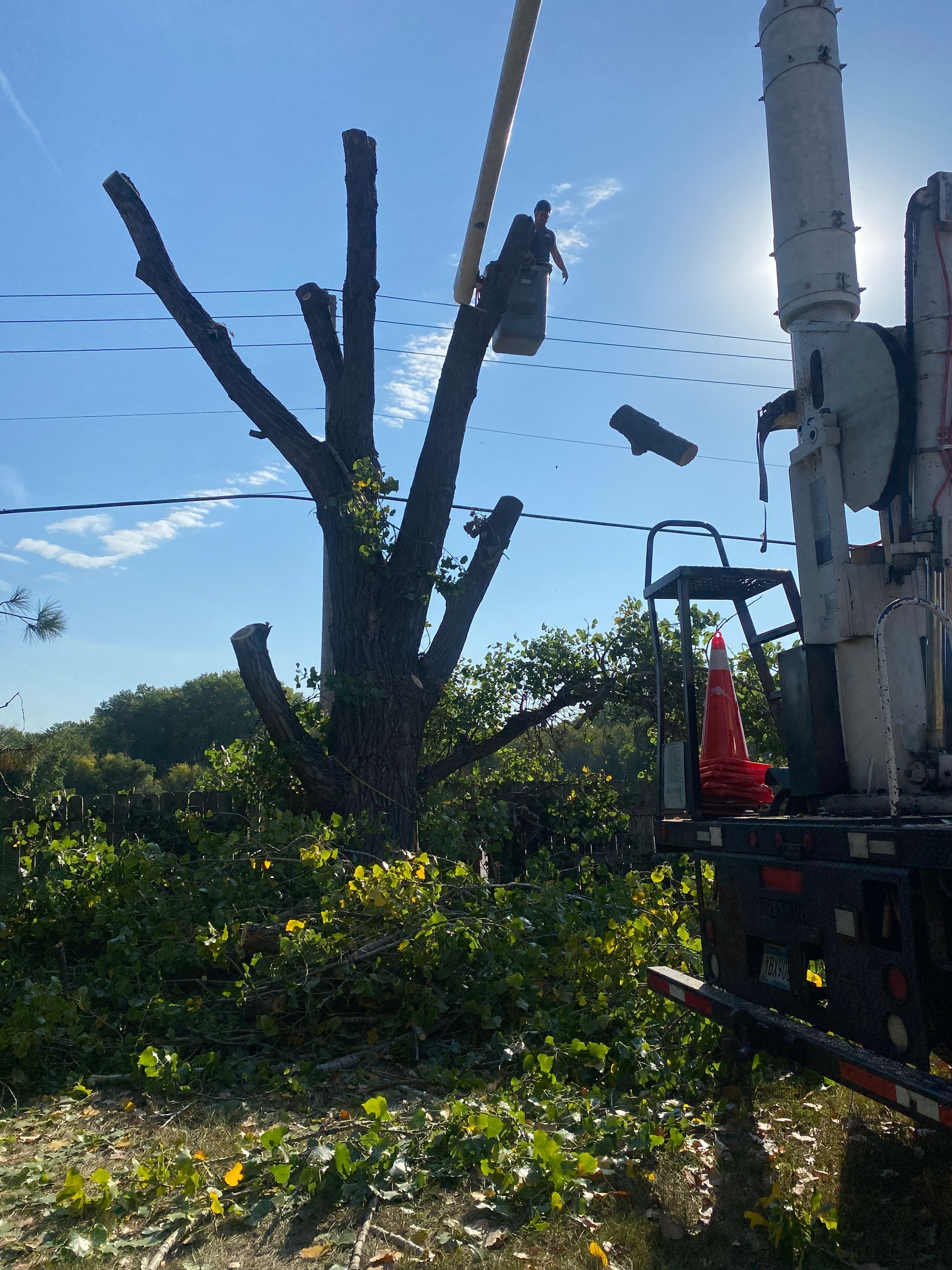 Tree Service | Minneapolis, MN | Arbor Tree Service