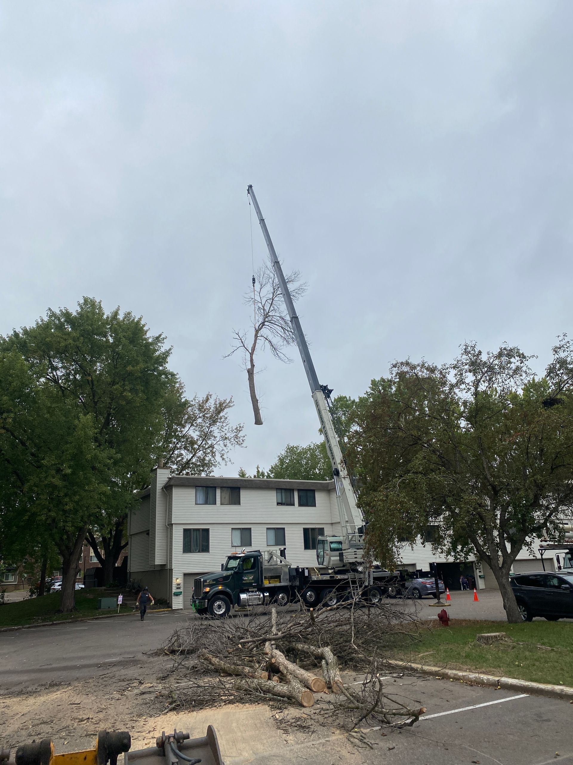 Cut Tree Branches on the Ground | Minneapolis, MN | Arbor Tree Service