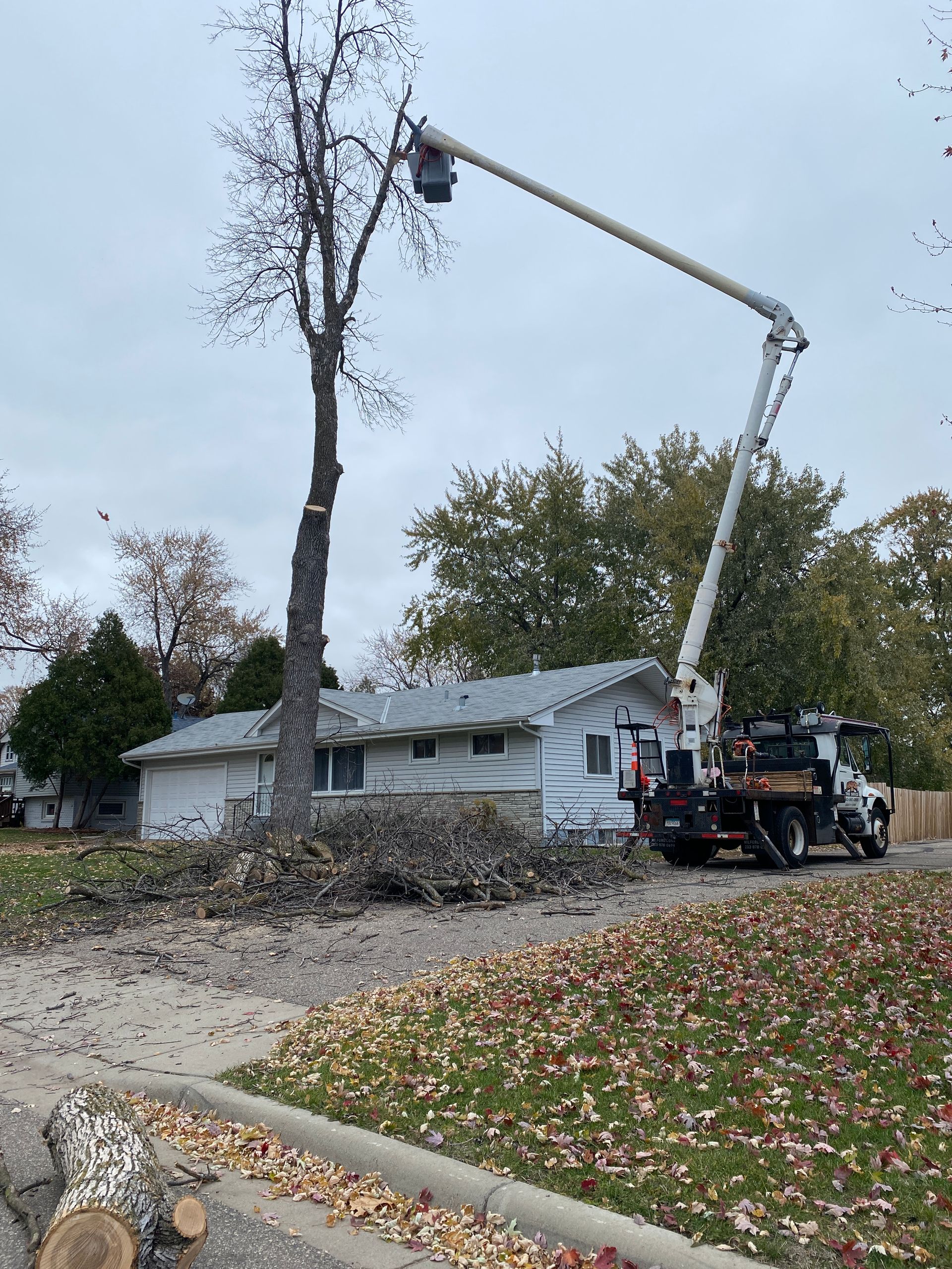 A Crane Trimming a Tree | Minneapolis, MN | Arbor Tree Service