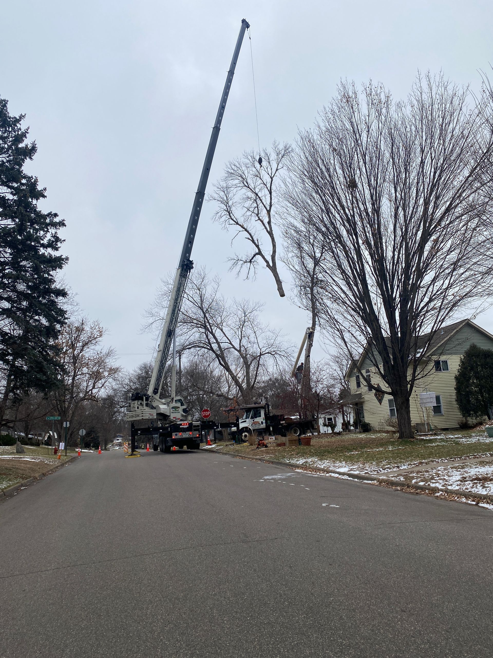 A Crane Cutting Down a Tree | Minneapolis, MN | Arbor Tree Service