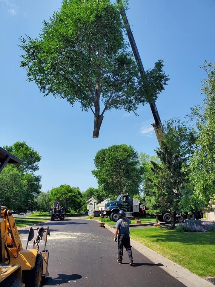 Pruning | Minneapolis, MN | Arbor Tree Service
