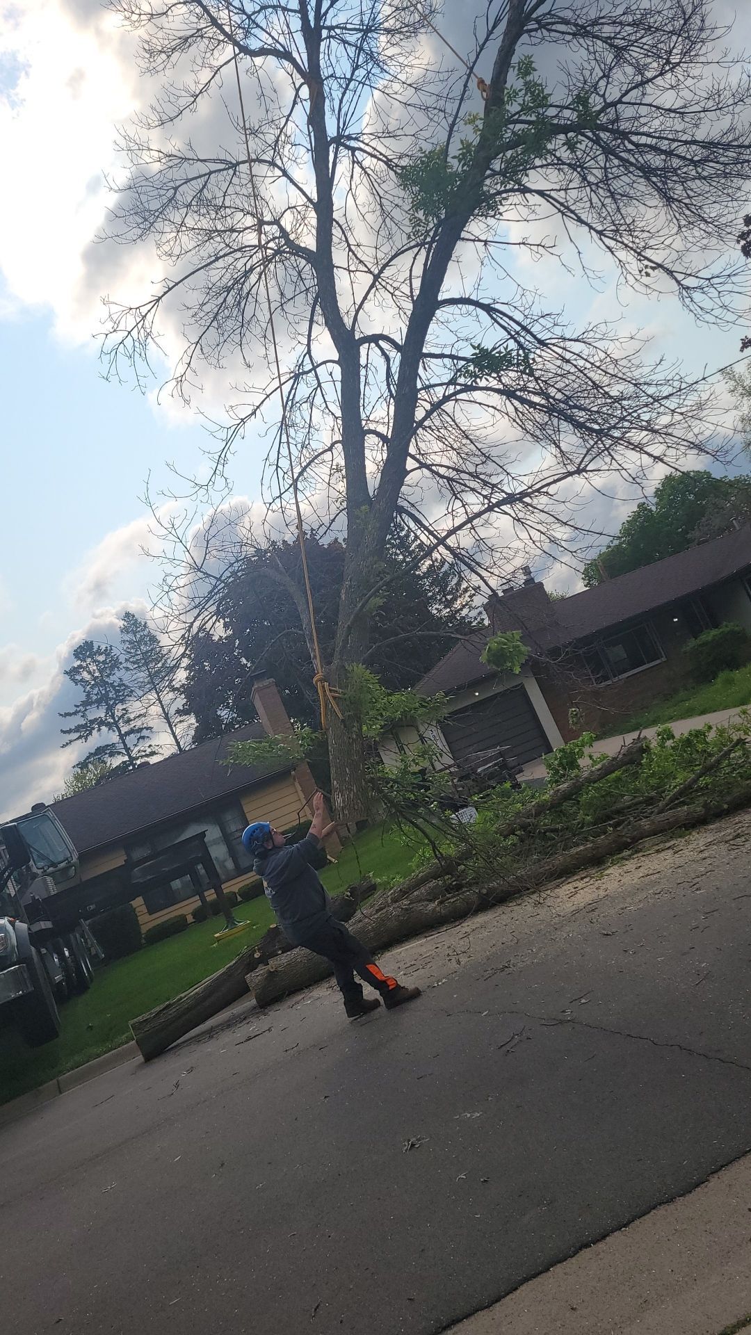 A Person Standing Next to a Tree | Minneapolis, MN | Arbor Tree Service