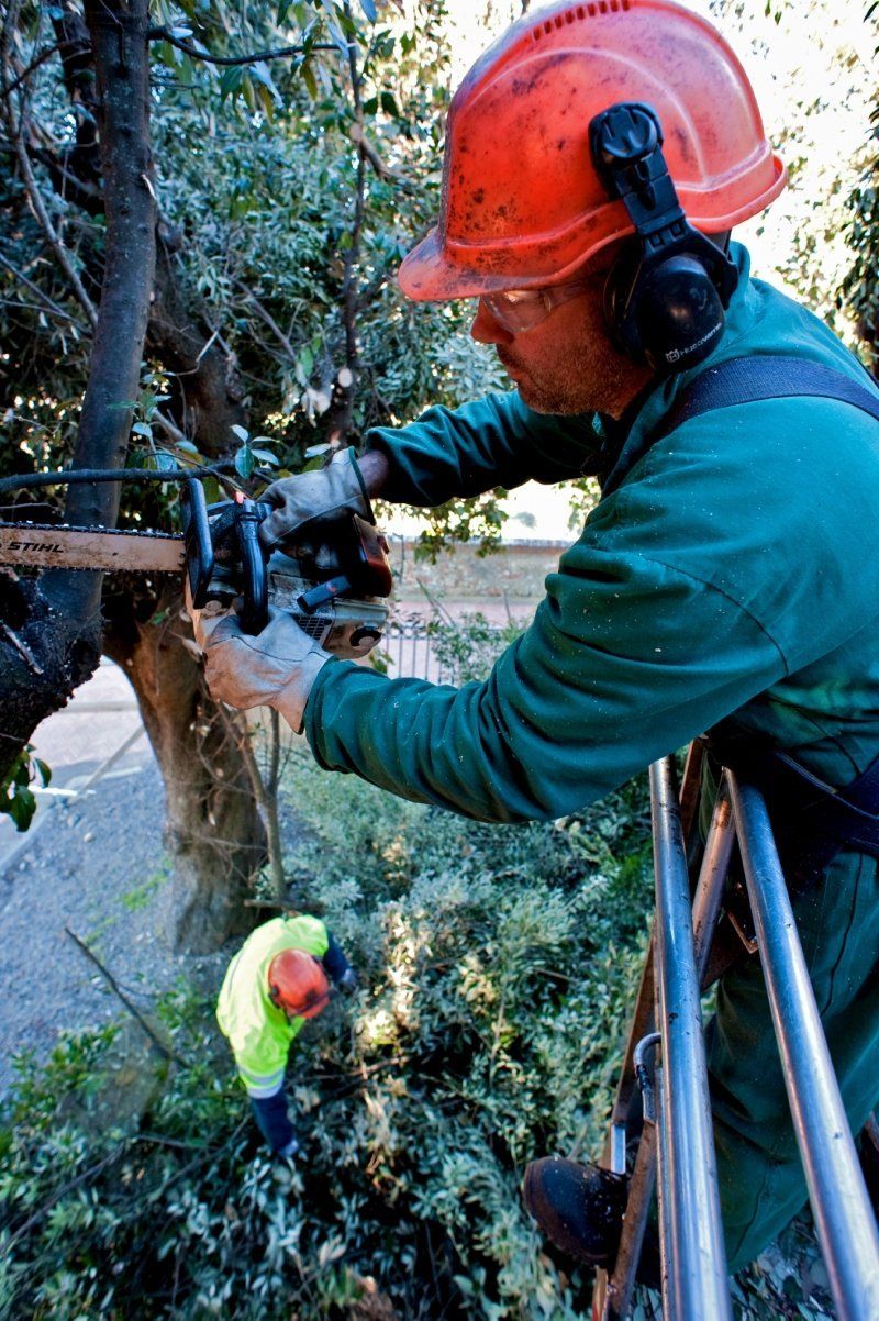Taglio arbusti e servizi per il verde