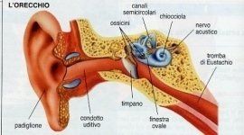 Lato interno dell'orecchio
