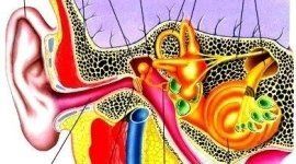anatomia dell'orecchio