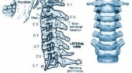 anatomia vertebre