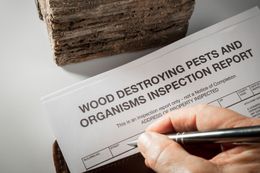 Pest Inspection Report With Wood | South Plainfield, NJ | Conquest Environmental Pest Solutions