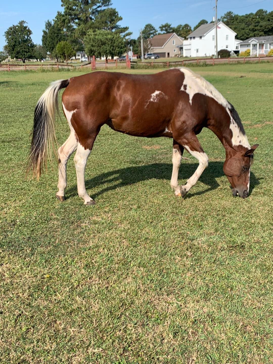 Brown and white paint horse grazing on green grass.