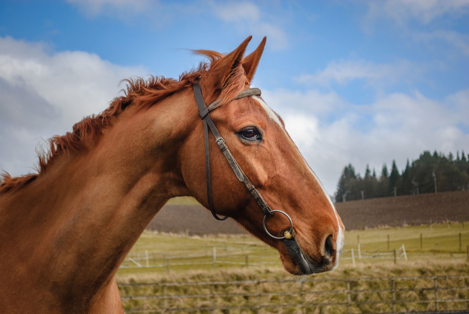 Brown horse with bridle, head turned right, against a blue sky with clouds, field, and trees.