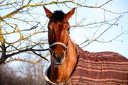 Brown horse in winter coat, standing near leafless tree branches, outdoors.