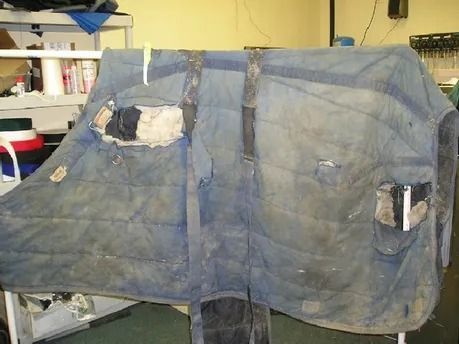 Blue, worn horse saddle pad with damaged sections, on a white shelf in a room.