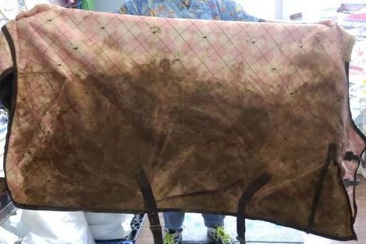 Dirty horse blanket held by person. Tan and pink with brown stains.