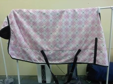 Pink and white plaid horse blanket hanging on a white rack, black straps visible.