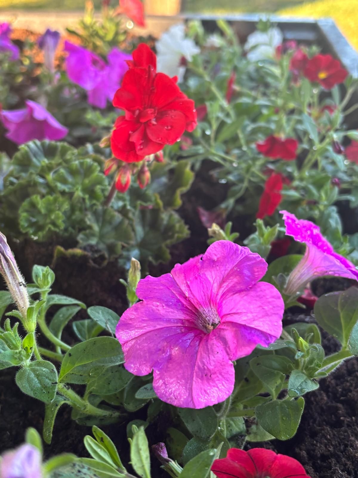Community Planting project