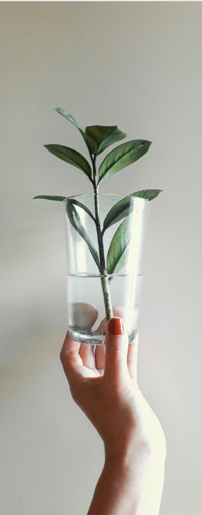 Une main tenant un verre avec une tige de plante et de l'eau, devant un mur clair.