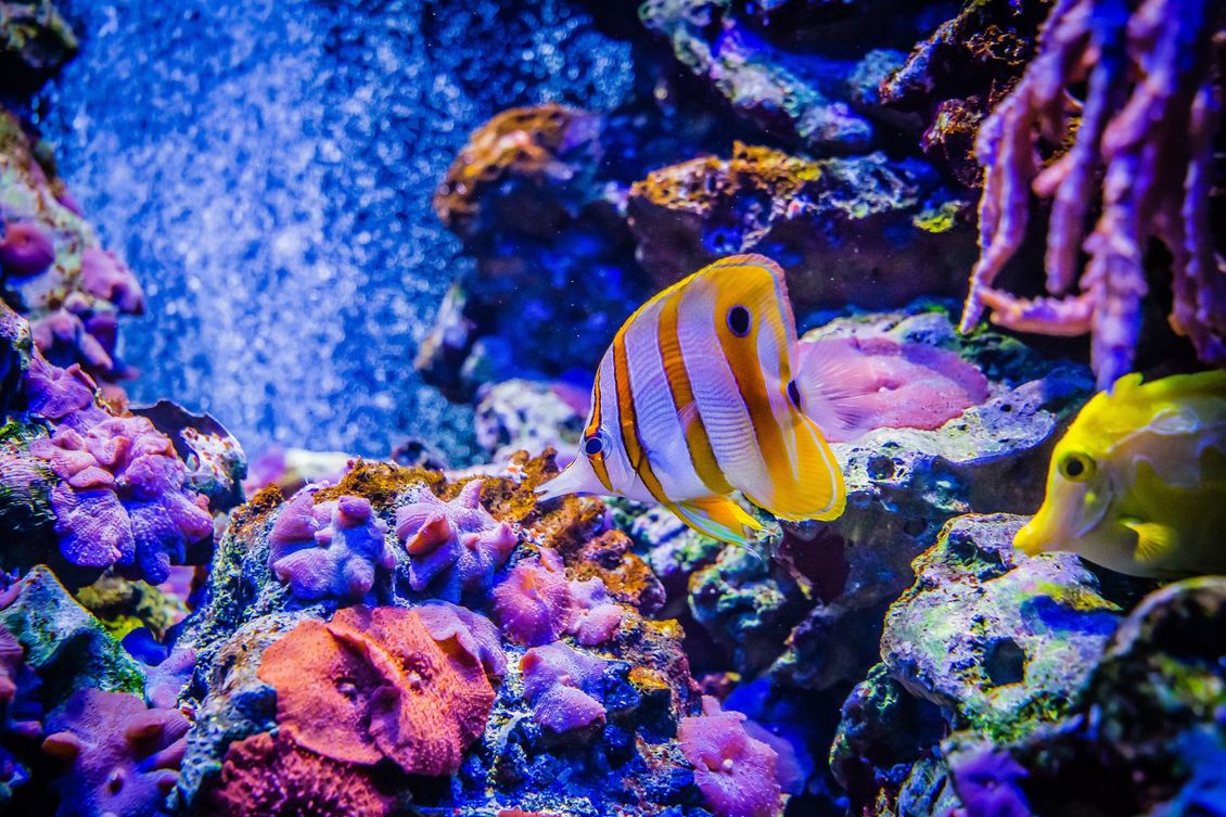 A yellow and white fish is swimming in a coral reef.