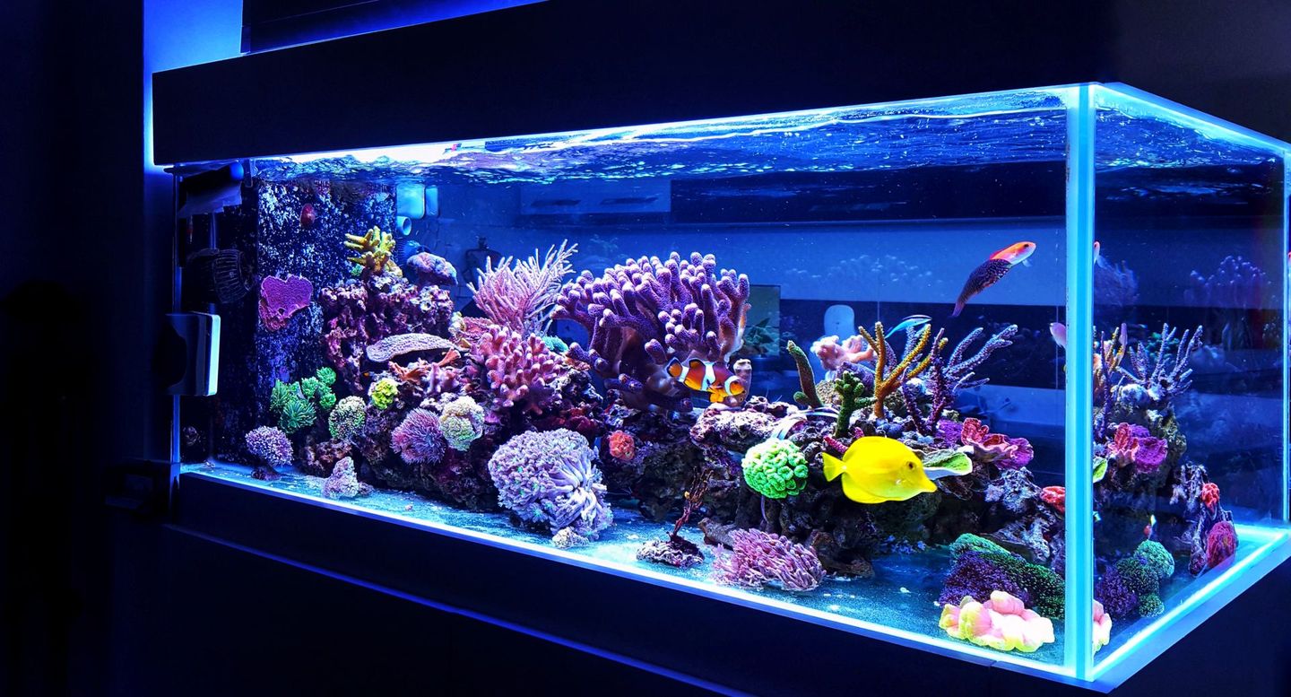 A large aquarium filled with lots of fish and corals.