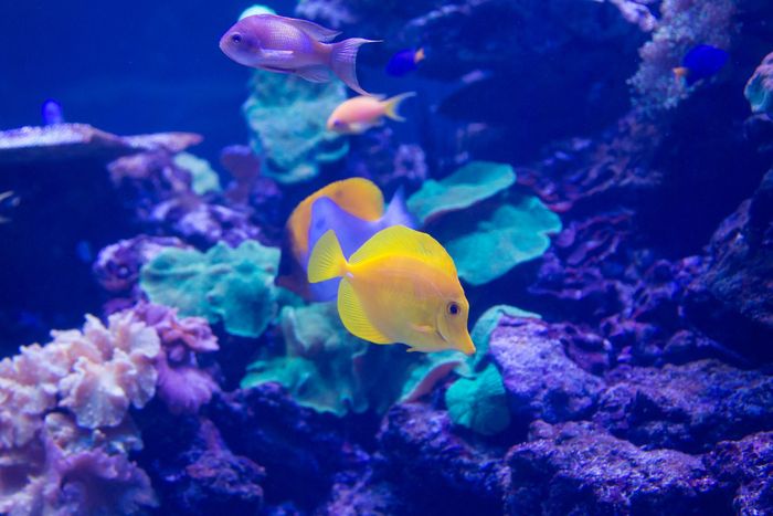 A group of colorful fish are swimming in an aquarium.