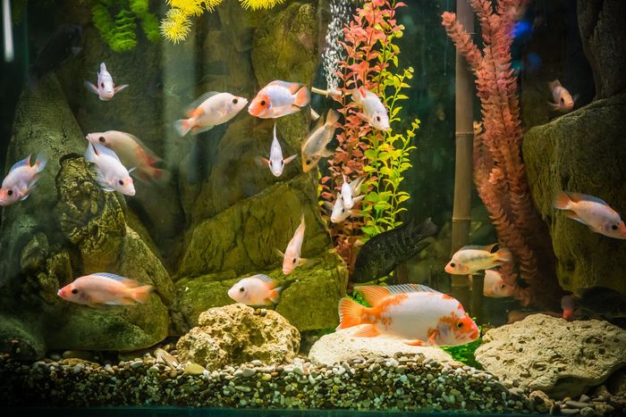 A group of fish are swimming in a fish tank.