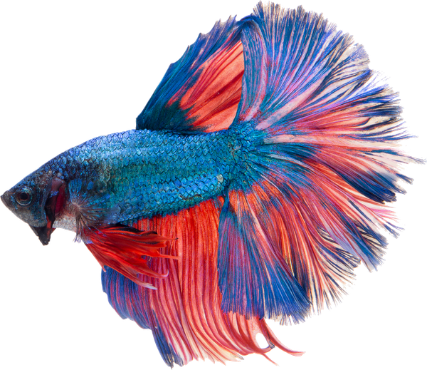 A blue and red betta fish with a long tail on a white background.