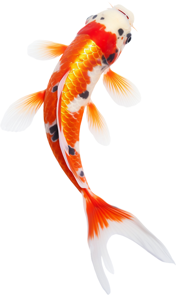 A colorful fish is swimming in the water on a white background.