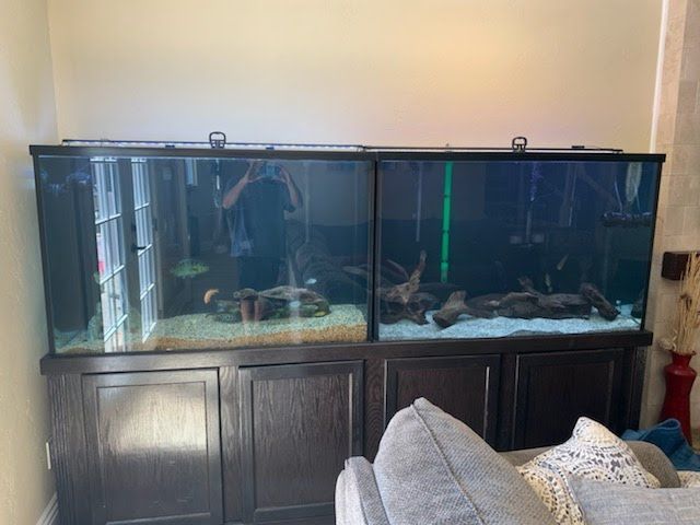 Two dark, large fish tanks with black stands, on a beige wall, next to a sofa, and a red vase.