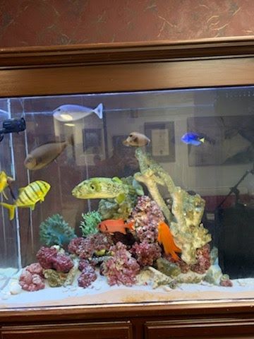 Fish tank with colorful fish swimming around coral and decorations.