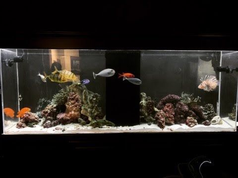 Aquarium with coral, fish (yellow, blue, red, orange, white), and rocks; dark background.