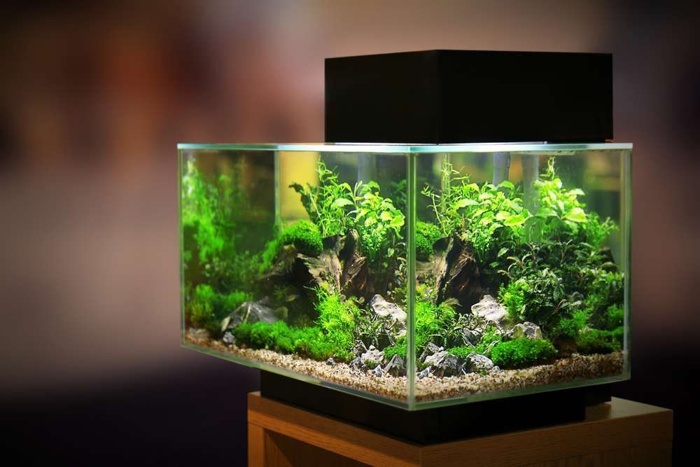 A rectangular planted aquarium on a wooden stand, illuminated with green aquatic plants and rocks.