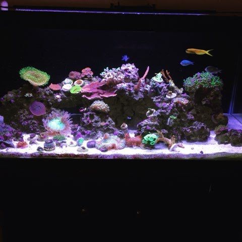 A vibrant saltwater aquarium teeming with colorful coral and fish; blue, pink, and green hues.