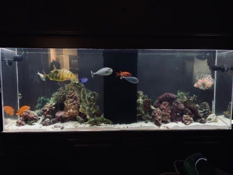 Saltwater aquarium with various colorful fish and coral.