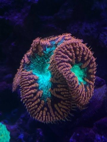 A coral with orange ridges and bright teal centers, underwater.