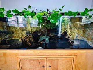 Aquarium with lush green plants growing above. The tank contains rocks and driftwood.