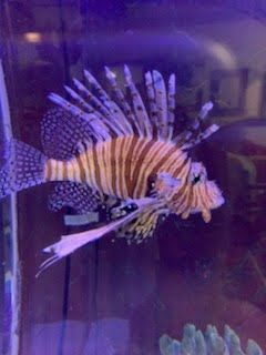 Lionfish with red and white stripes in an aquarium, showcasing its spiky fins.