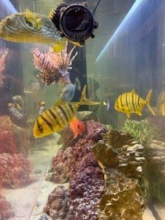 A colorful aquarium scene with various fish, including a yellow pufferfish and tiger-striped fish.