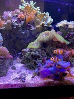 Clownfish swim in a colorful saltwater coral reef aquarium, with corals in shades of orange, purple, and green.