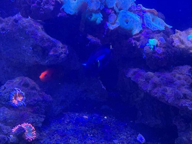 Coral reef aquarium with orange and blue fish among colorful coral under blue light.