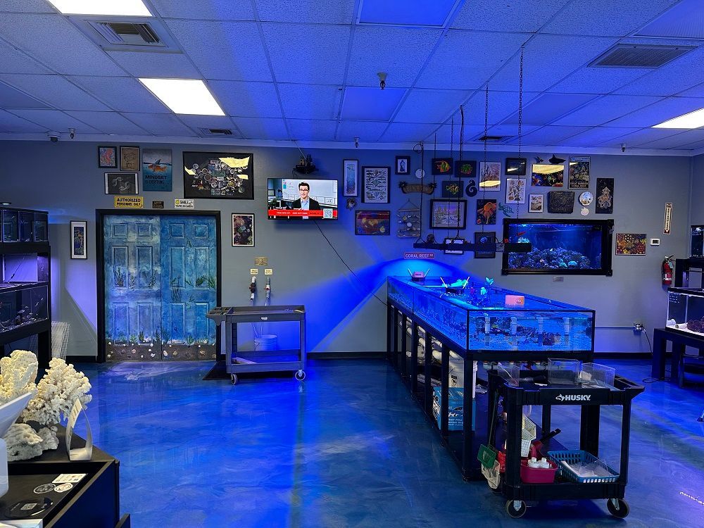 Interior of an aquarium store with blue lighting, tanks, decor, and a large display tank with coral.